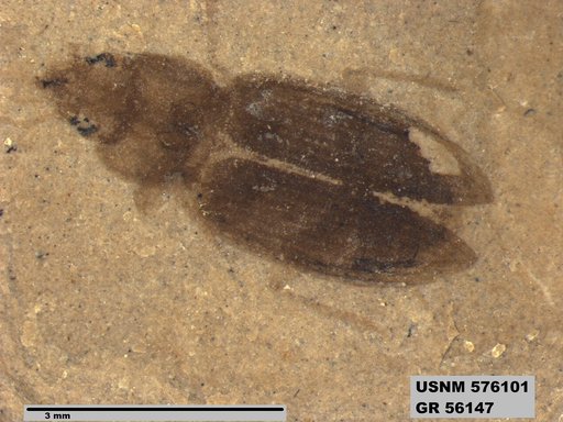 Insecta