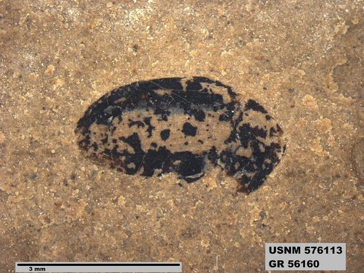 Insecta