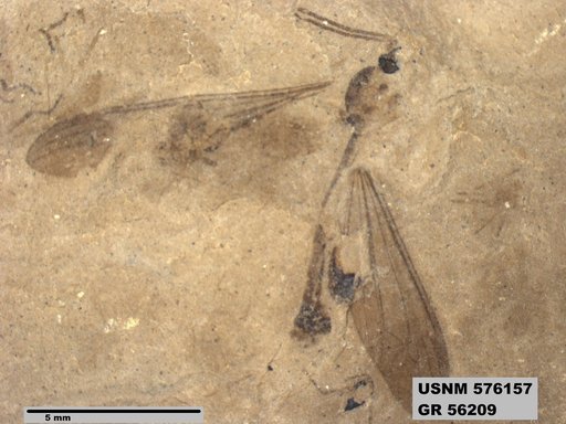 Insecta