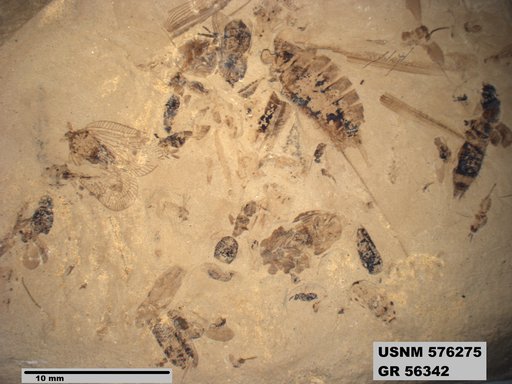 Genus sp