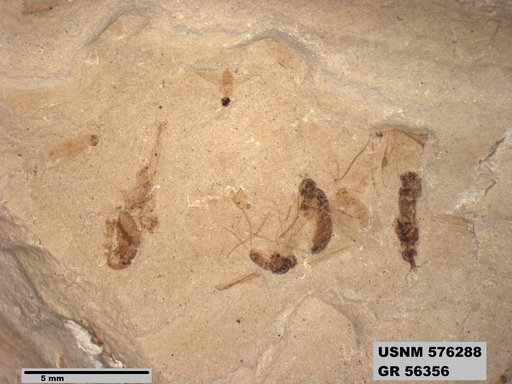Genus sp