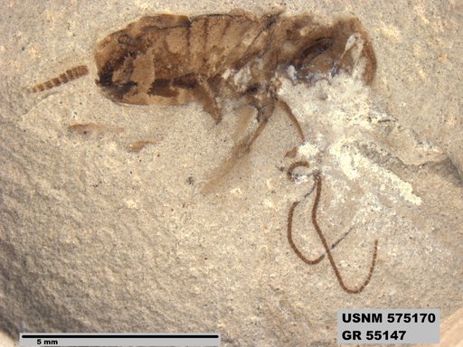 Insecta
