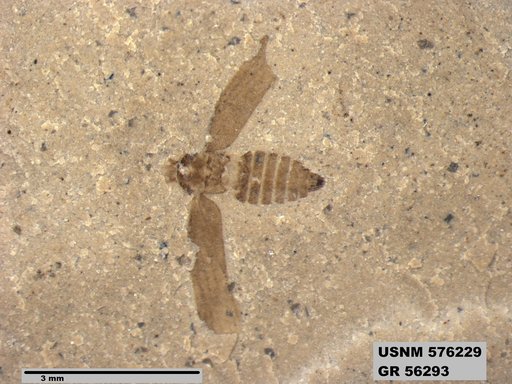 Genus sp