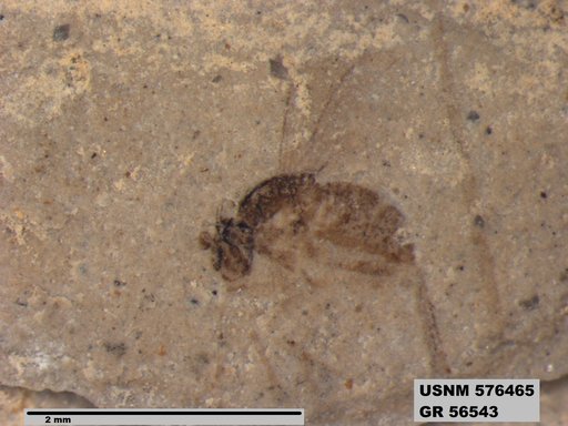 Insecta