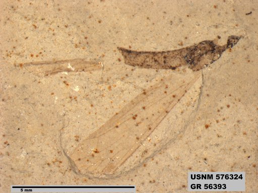 Genus sp