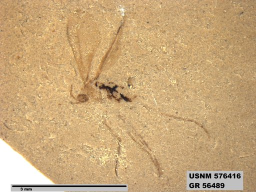 Insecta