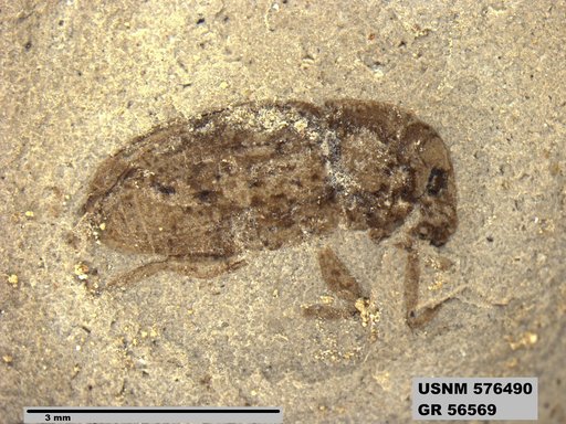 Insecta
