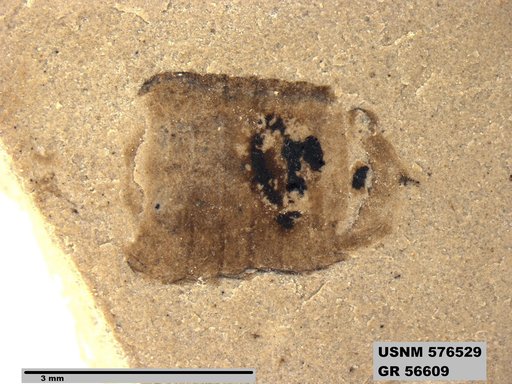 Insecta