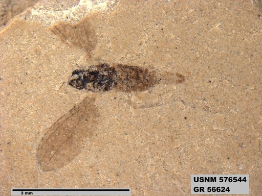 Insecta