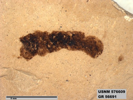 Insecta