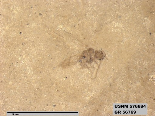 Insecta