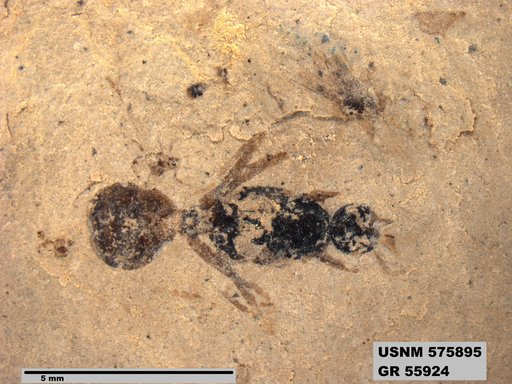 Insecta