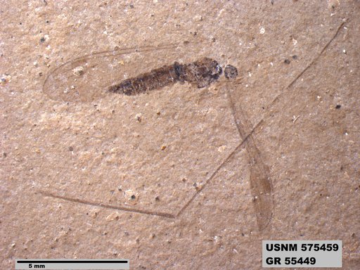 Insecta