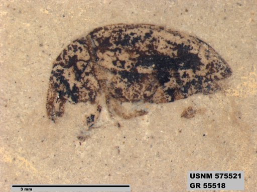 Genus sp