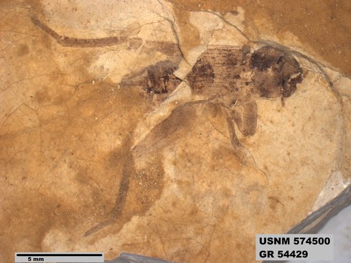 Eogryllus unicolor