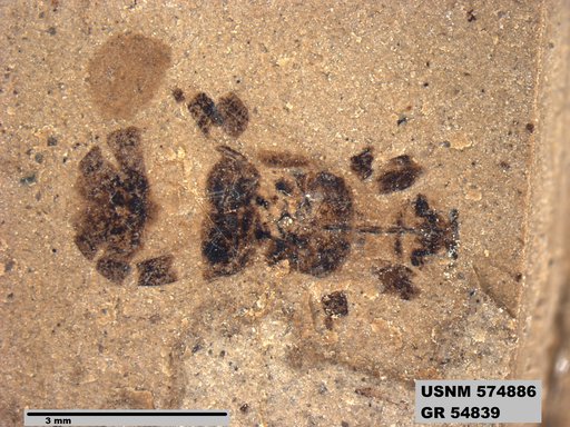 Genus sp