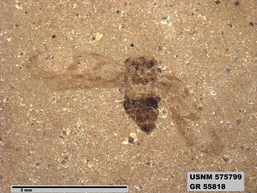 Genus sp