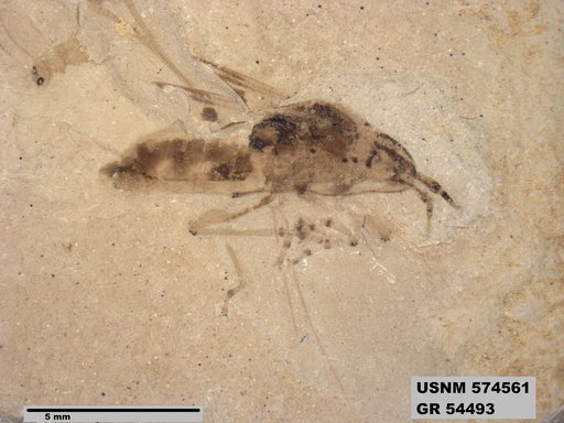Pteromogoplistes smithii