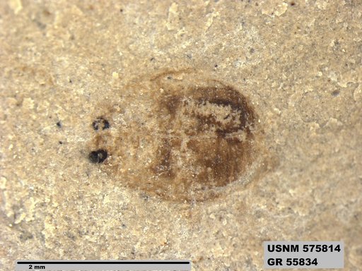 Insecta