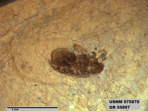 Insecta