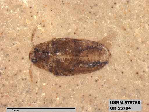 Insecta