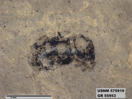 Insecta