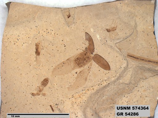 Genus sp