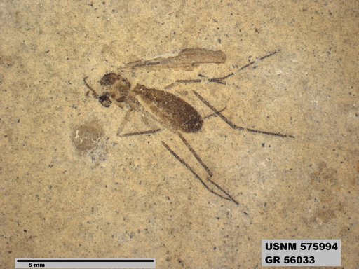 Insecta