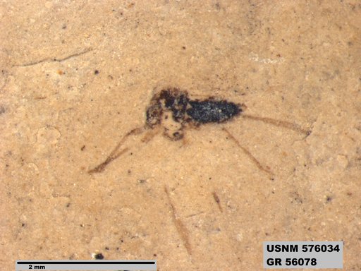 Insecta