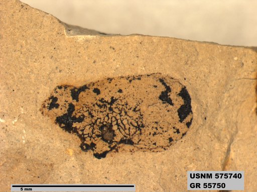 Insecta