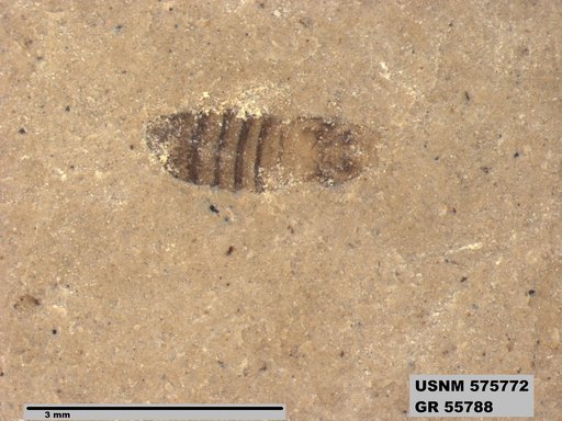 Insecta