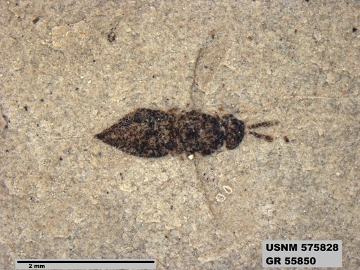Insecta