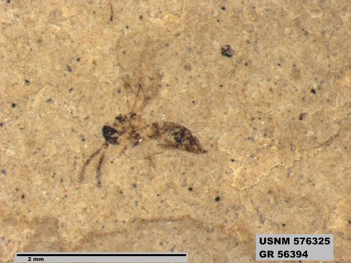 Insecta