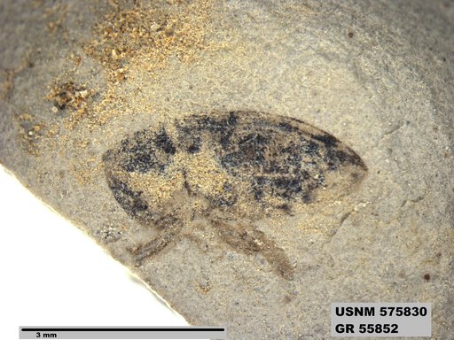 Insecta