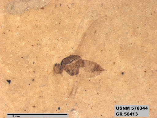 Insecta