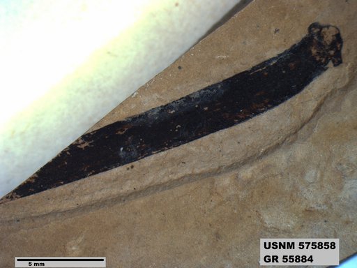 Insecta
