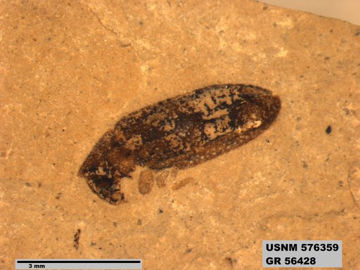 Insecta