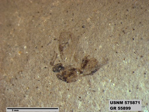 Insecta