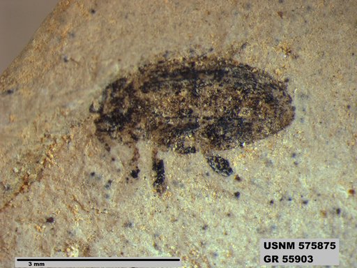 Insecta
