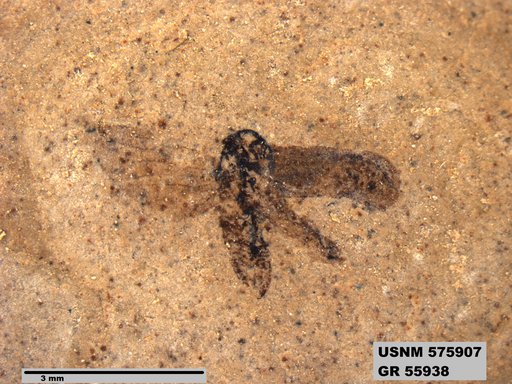 Genus sp