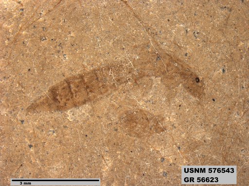 Insecta