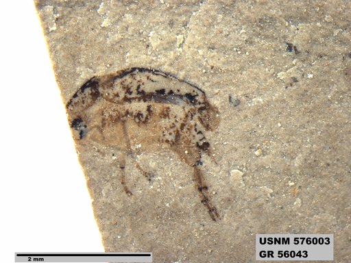 Insecta
