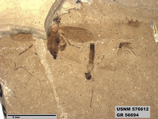 Insecta