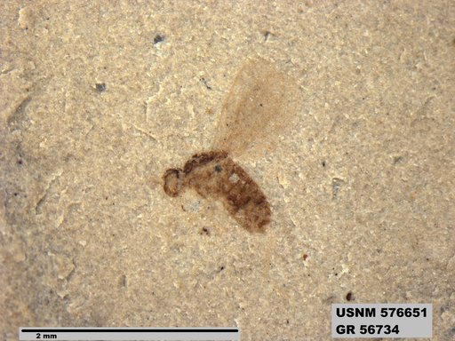 Insecta