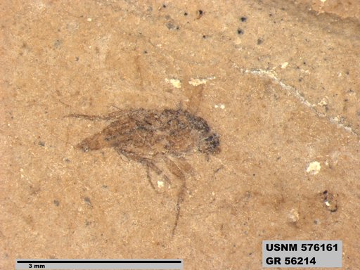 Insecta