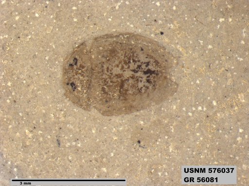 Insecta