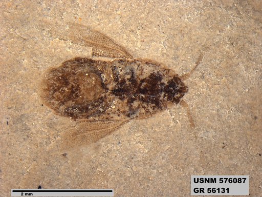 Genus sp