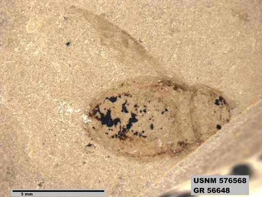 Insecta