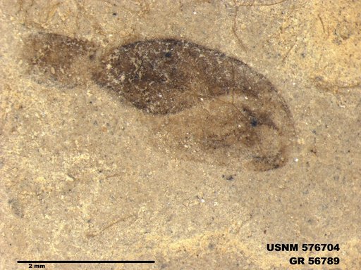 Insecta