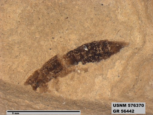 Insecta